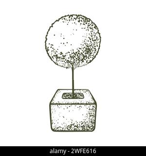 Sketch of topiary coniferous trees. Sheared thuja on a stem. Geometric trees for advertising and landscape design. Isolated on white background. Vecto Stock Vector