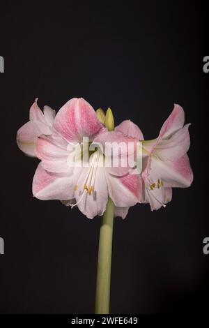 Amaryllis Apple Blossom Stock Photo