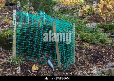 Taxus baccata - English Yew shrub protected with green plastic mesh fence to prevent branches from breaking from accumulated heavy ice and snow. Stock Photo