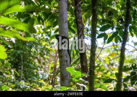 A Commun woolly monkey (Oreonax flavicauda) on one of the primary forests of the Amazon rainforest, near Iquitos, Amazonian, Loreto, Peru. The yellow- Stock Photo