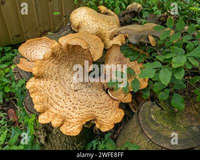 Larch bracket fungus (Dryad's Saddle - Polyporus squamosus?) growing on dead oak tree stump, Leicestershire, England, UK Stock Photo