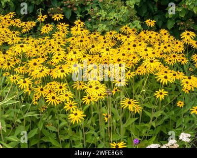 Yellow Rudbeckia fulgida var. deamii flowers (Black eyed Susan, Deam's coneflower), Derbyshire, England, UK Stock Photo