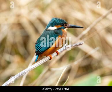Male Kingfisher (alcedo atthis) perched in natural habitat, Linlithgow, Scotland. Stock Photo