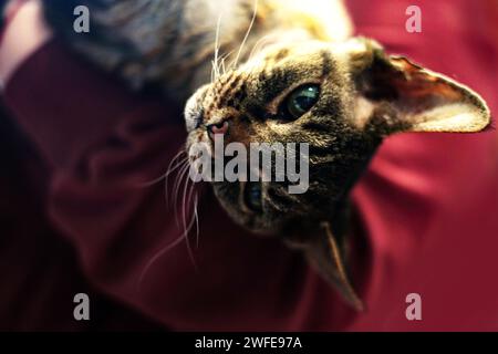 Tabby Devon Rex cat. Stock Photo