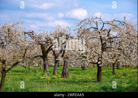 Blossoming old cherry tree in front of a beautiful cloudy sky in Franconian Switzerland, Germany Stock Photo