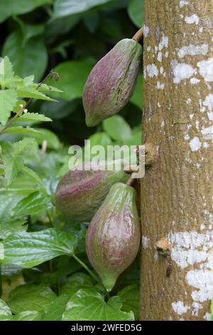 Theobroma cacao pods growing on trunk Stock Photo