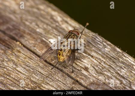 Genus Helina Family Muscidae Subfamily Phaoniinae fly wild nature insect wallpaper, picture, photography Stock Photo