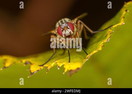 Genus Helina Family Muscidae Subfamily Phaoniinae fly wild nature insect wallpaper, picture, photography Stock Photo