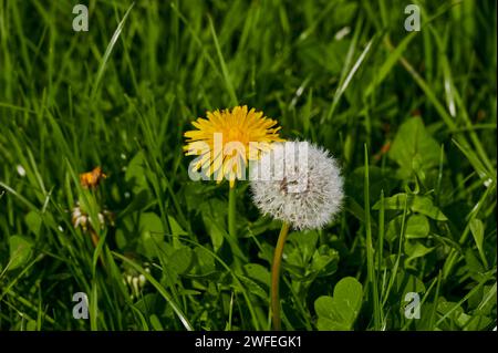 Close-up of a yellow flowering dandelion next to a withered one in the green grass Stock Photo