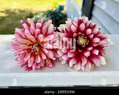 Dahlias from the back yard Stock Photo