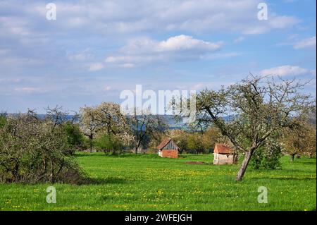 Rural spring landscape with blossoming cherry trees next to tools in Kalchreuth in Franconian Switzerland near Nuremberg, Germany Stock Photo