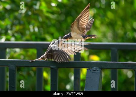 A Barn Swallow parent feeding its chick a damselfly at a park. Close up view. Stock Photo