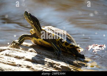River cooter soaking in sun Stock Photo