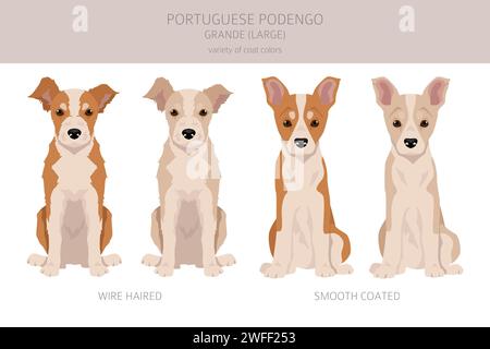 Portuguese Podengo Grande puppy clipart. Different poses, coat colors set.  Vector illustration Stock Vector