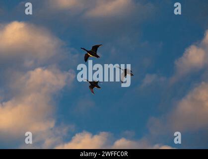 Three ducks fly at sunset against a blue and pink sky. Stock Photo