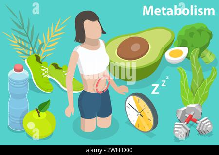 3D Isometric Flat Vector Conceptual Illustration of Metabolism of Human Body, Digestive System and Hormones. Stock Vector