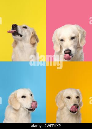 Cute Labrador Retriever showing tongue, collection of photos on different colors backgrounds Stock Photo