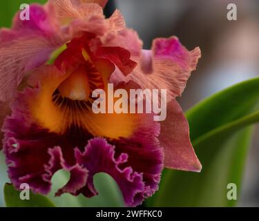Stunning multicolored Cattleya orchid in glorious full bloom Stock Photo