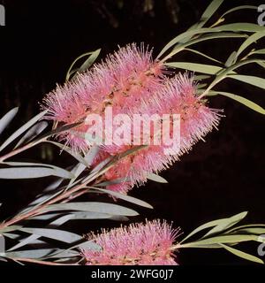 CALLISTEMON SIEBERI (PREVIOUSLY KNOWN AS PALUDOSUS) COMMONLY KNOWN AS RIVER BOTTLEBRUSH. Stock Photo