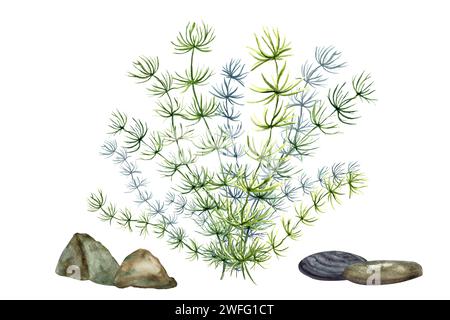 Underwater plants and pebbles. Aquarium thin plant and stones. Marine flora, aqua plants. Phytoplankton, algae, laminaria, sea moss. Watercolor Stock Photo