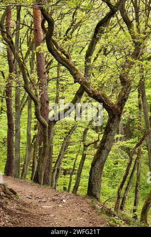Trees with green leaves on the side of a walking path at the top of a cliff on Rotenfels, above Bad Munster, Germany. Stock Photo