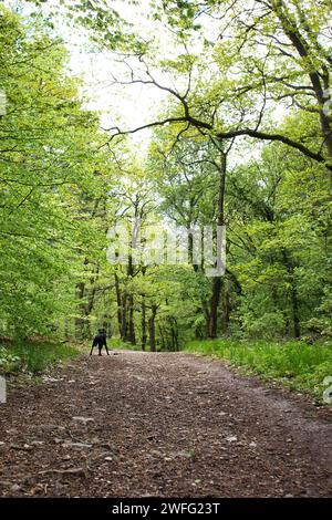Black labrador retriever dog standing on a walking path with green trees at the top of Rotenfels on a spring day in Germany. Stock Photo