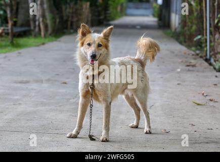 Philippine local breed Askal dog cooling off in river, extreme heat ...