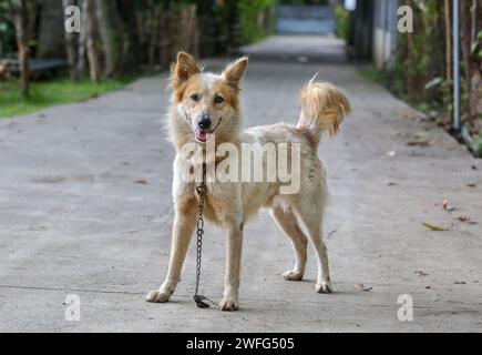Philippine Local Breed Askal Dog Cooling Off In River Extreme Heat 