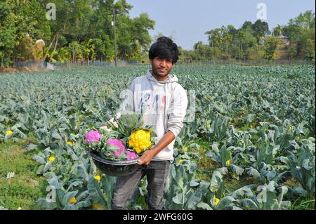 Non Exclusive: 30 January 2024 Sylhet, Bangladesh:  Young farmer MITHUN DEY is working in his colorful cauliflower fields. He cultivated total of 6-co Stock Photo