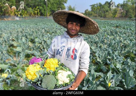 Non Exclusive: 30 January 2024 Sylhet, Bangladesh:  Young farmer MITHUN DEY is working in his colorful cauliflower fields. He cultivated total of 6-co Stock Photo