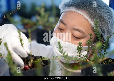 Fuyuan, China's Heilongjiang Province. 30th Jan, 2024. A technician checks the growth of cranberries at the R&D center of a cranberry planting base in Fuyuan, northeast China's Heilongjiang Province, Jan. 30, 2024. Fuyuan, a leading hub for large-scale cranberry cultivation in China, boasts a planting area of 4,200 mu (280 hectares). Thanks to greenhouses and new agricultural technologies, fresh cranberries are made available to consumers now despite the freezing weather. Credit: Wang Jianwei/Xinhua/Alamy Live News Stock Photo