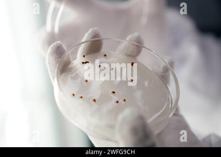 Fuyuan, China's Heilongjiang Province. 30th Jan, 2024. A technician checks development of cranberry seeds at the R&D center of a cranberry planting base in Fuyuan, northeast China's Heilongjiang Province, Jan. 30, 2024. Fuyuan, a leading hub for large-scale cranberry cultivation in China, boasts a planting area of 4,200 mu (280 hectares). Thanks to greenhouses and new agricultural technologies, fresh cranberries are made available to consumers now despite the freezing weather. Credit: Wang Jianwei/Xinhua/Alamy Live News Stock Photo