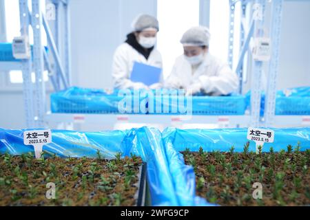 Fuyuan, China's Heilongjiang Province. 30th Jan, 2024. Technicians check cranberry seedlings at the R&D center of a cranberry planting base in Fuyuan, northeast China's Heilongjiang Province, Jan. 30, 2024. Fuyuan, a leading hub for large-scale cranberry cultivation in China, boasts a planting area of 4,200 mu (280 hectares). Thanks to greenhouses and new agricultural technologies, fresh cranberries are made available to consumers now despite the freezing weather. Credit: Wang Jianwei/Xinhua/Alamy Live News Stock Photo