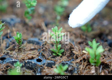 Fuyuan, China's Heilongjiang Province. 30th Jan, 2024. A technician checks growth of cranberry seedlings at the R&D center of a cranberry planting base in Fuyuan, northeast China's Heilongjiang Province, Jan. 30, 2024. Fuyuan, a leading hub for large-scale cranberry cultivation in China, boasts a planting area of 4,200 mu (280 hectares). Thanks to greenhouses and new agricultural technologies, fresh cranberries are made available to consumers now despite the freezing weather. Credit: Wang Jianwei/Xinhua/Alamy Live News Stock Photo