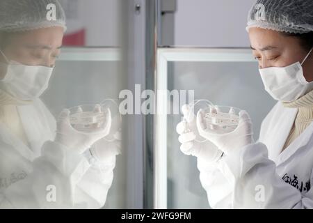 Fuyuan, China's Heilongjiang Province. 30th Jan, 2024. A technician checks development of cranberry seeds at the R&D center of a cranberry planting base in Fuyuan, northeast China's Heilongjiang Province, Jan. 30, 2024. Fuyuan, a leading hub for large-scale cranberry cultivation in China, boasts a planting area of 4,200 mu (280 hectares). Thanks to greenhouses and new agricultural technologies, fresh cranberries are made available to consumers now despite the freezing weather. Credit: Wang Jianwei/Xinhua/Alamy Live News Stock Photo