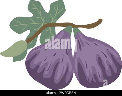Hand drawn ripe figs on branch clip art. Purple ripe fig fruit growing on branch with leaves, isolated vector illustration. Healthy organic food Stock Vector