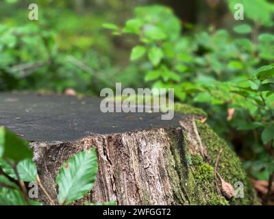 Empty wood table podium outdoor in the forest with blurry green leaves in background. Space for product presentation Stock Photo