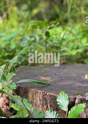 Empty wood table podium outdoor in the forest with blurry green leaves in background. Space for product presentation Stock Photo