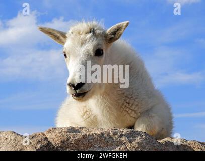 rocky mountain mountain goat kid perched on a granite boulder at the summit of mount evans, colorado Stock Photo