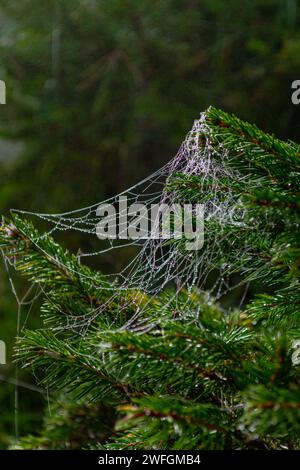 Cobweb strewn with small drops of water on a spruce branch in dense fog Stock Photo