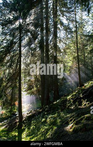 The rays of the sun breaking through the fir trees and thick fog in the alpine forests Stock Photo
