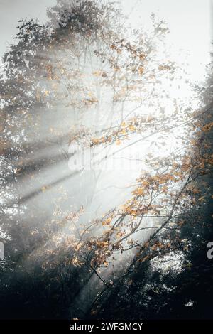 The rays of the sun breaking through the fir trees and thick fog in the alpine forests Stock Photo