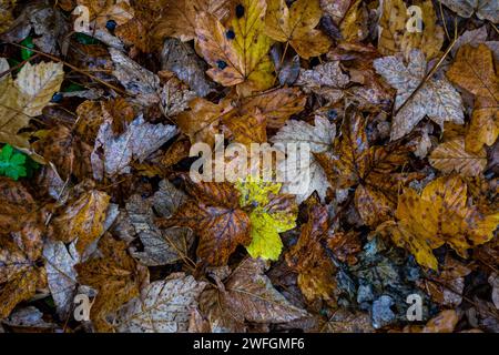 Yellow fallen maple leaves on the ground after autumn rain Stock Photo