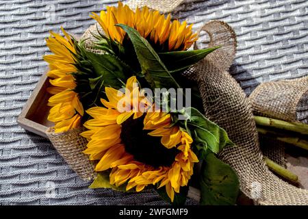 Three sunflowers in a wooden box on a knitted plaid Stock Photo