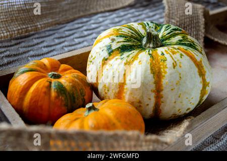 Three multi-colored decorative pumpkins in a wooden box Stock Photo