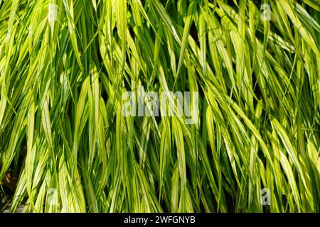 Green reeds. Natural background. Plant close-up. Stock Photo