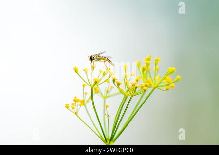 A hoverfly collects nectar on a dill flower. Insect close-up. Syrphidae. Stock Photo