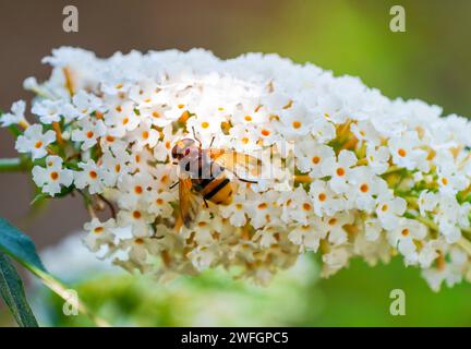 A hoverfly collects nectar on the flowers of the buddleia. Insect close-up. Stock Photo