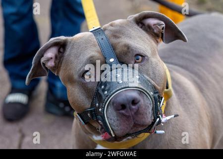 Milton Keynes,UK 31st jan 2024. Bonnie the two year old XL Bully out for a walk wearing a muzzle in order to comply with the new legislation.. credit: Sue Thatcher/Alamy Live News Stock Photo