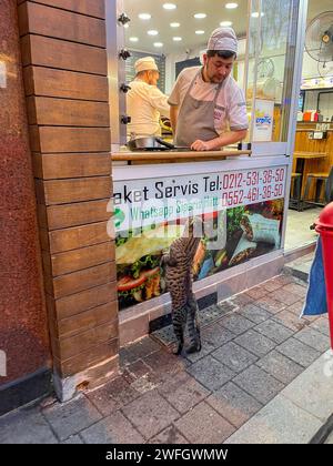 Istanbul, Turkey - November 12, 2023: Homeless cat begs for food at a shawarma stall Stock Photo